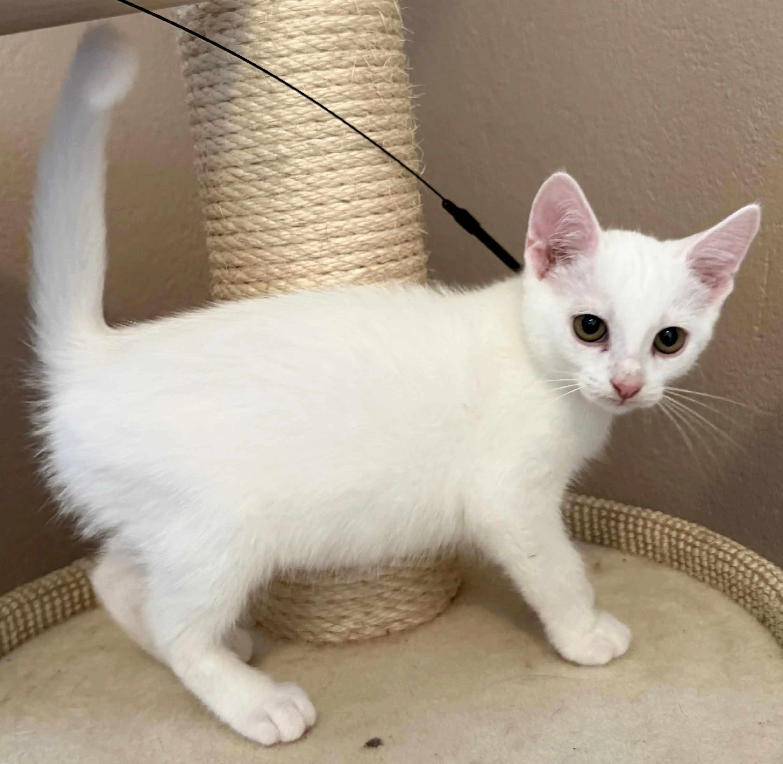 Kitten Mico Tierheim Schleswig