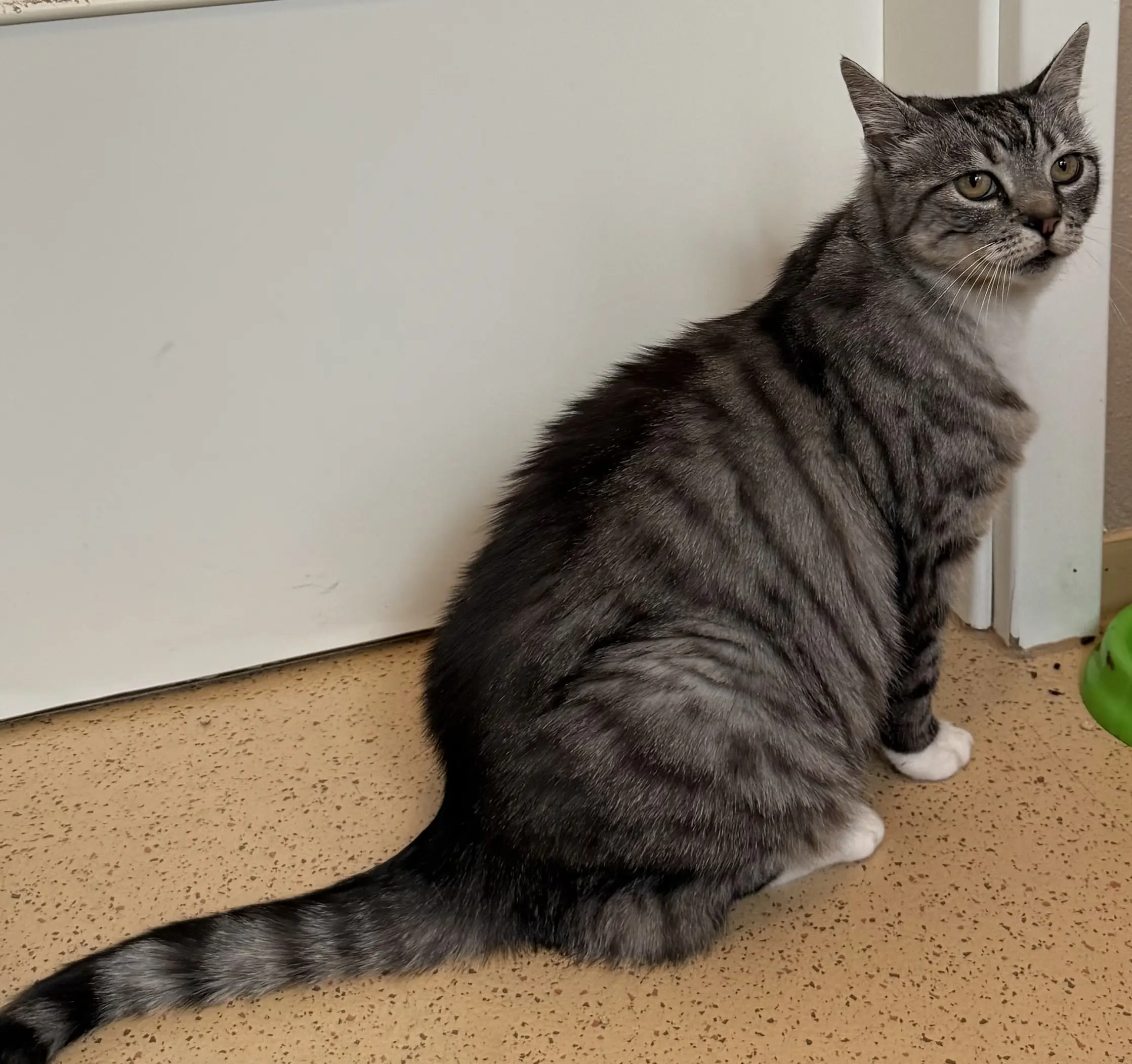 Katze Minka Tierheim Schleswig