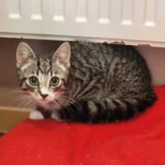 Kitten Moritz Tierheim Schleswig