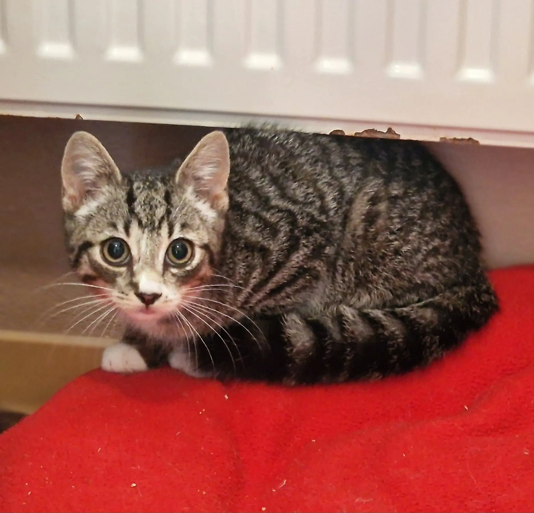 Kitten Moritz Tierheim Schleswig