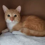 Kater Neil Tierheim Schleswig
