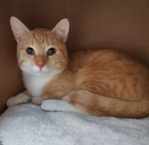 Kater Neil Tierheim Schleswig