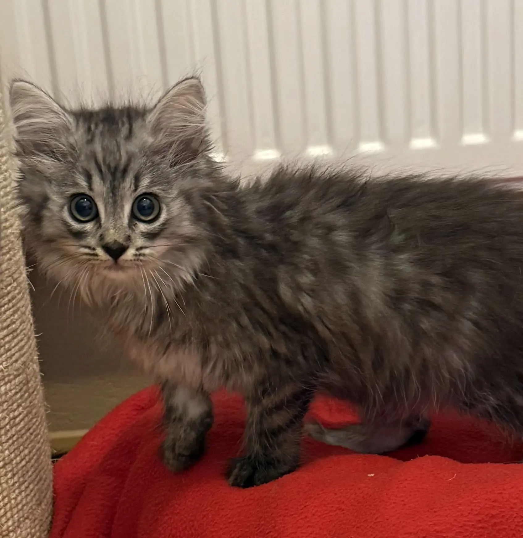 Kitten Nori Tierheim Schleswig
