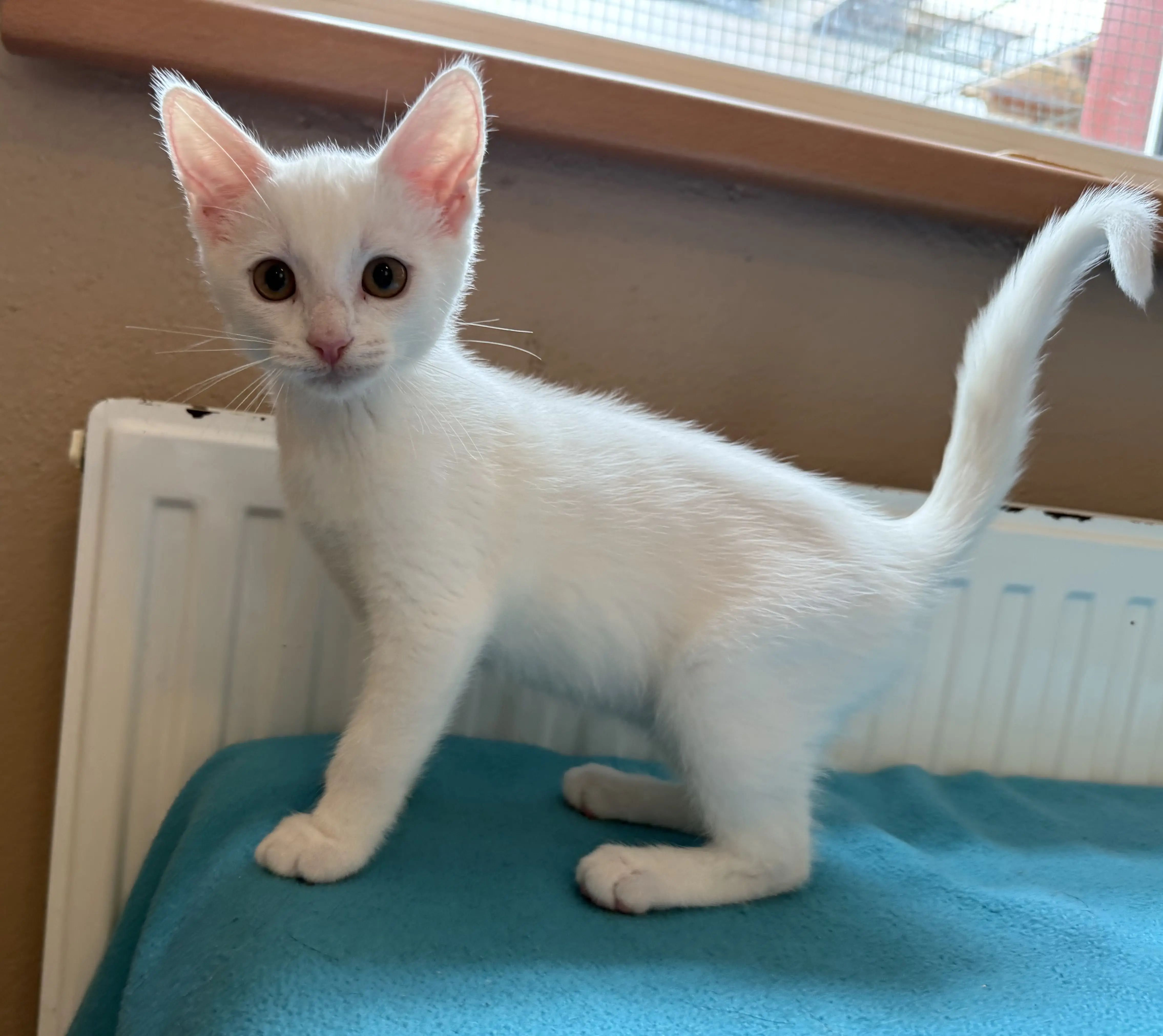 Kitten Ole Tierheim Schleswig
