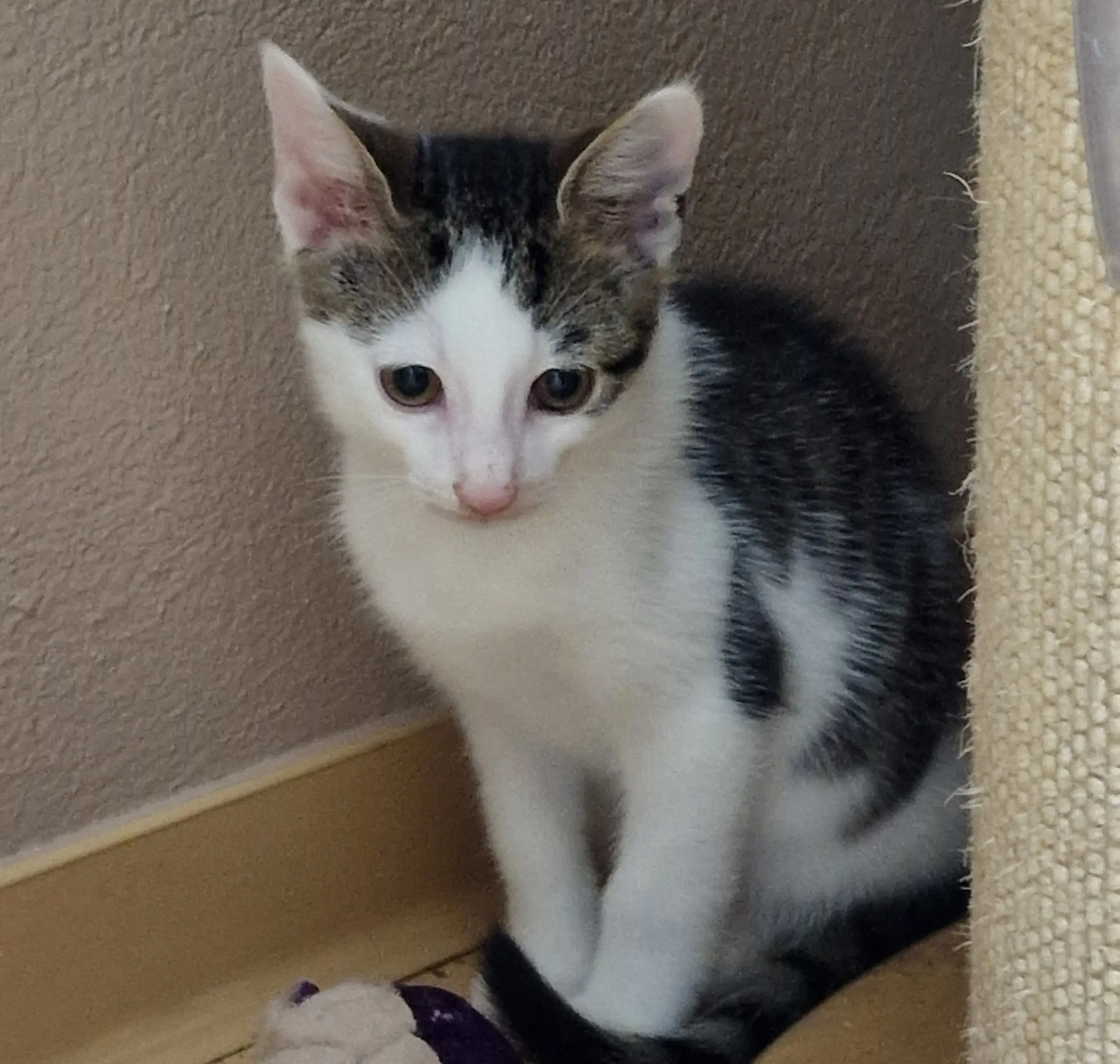Kitten Paddy Tierheim Schleswig
