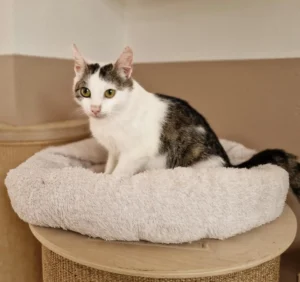 Katze Püppi Tierheim Schleswig