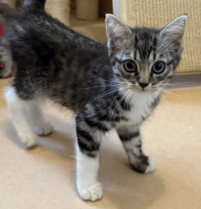 Kitten Sora Tierheim Schleswig