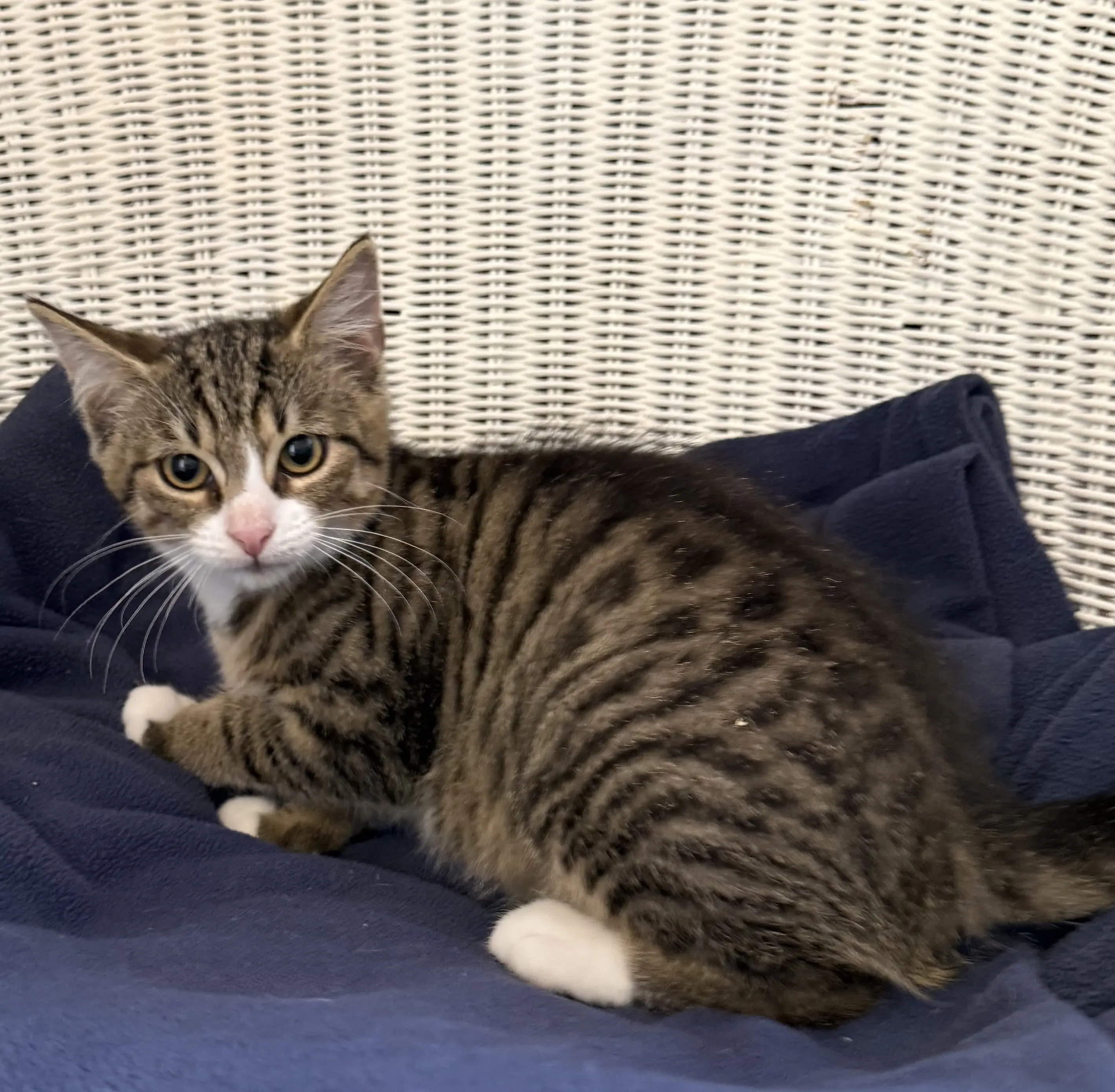 Kitten Vitus Tierheim Schleswig