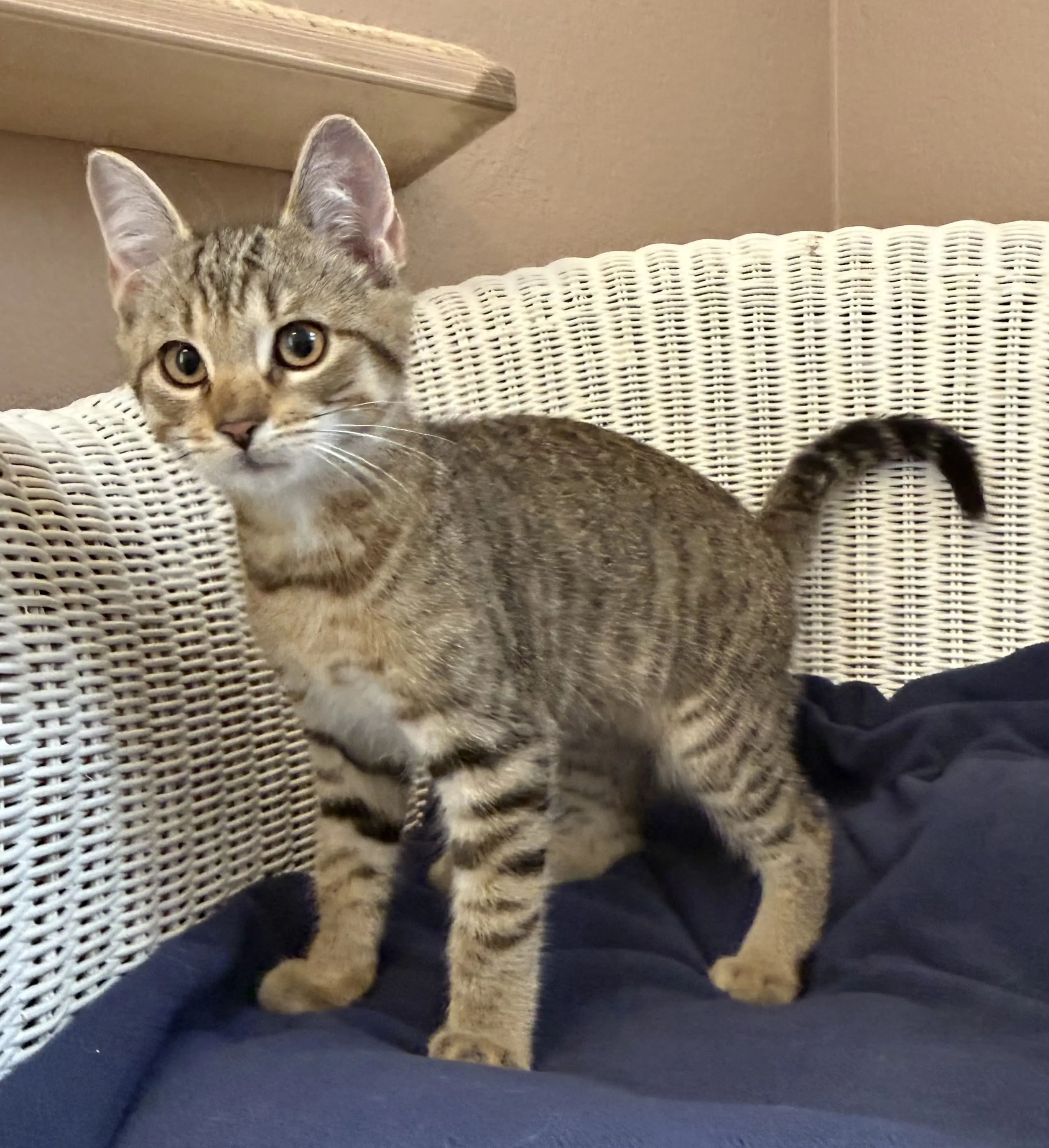 Kitten Yago Tierheim Schleswig