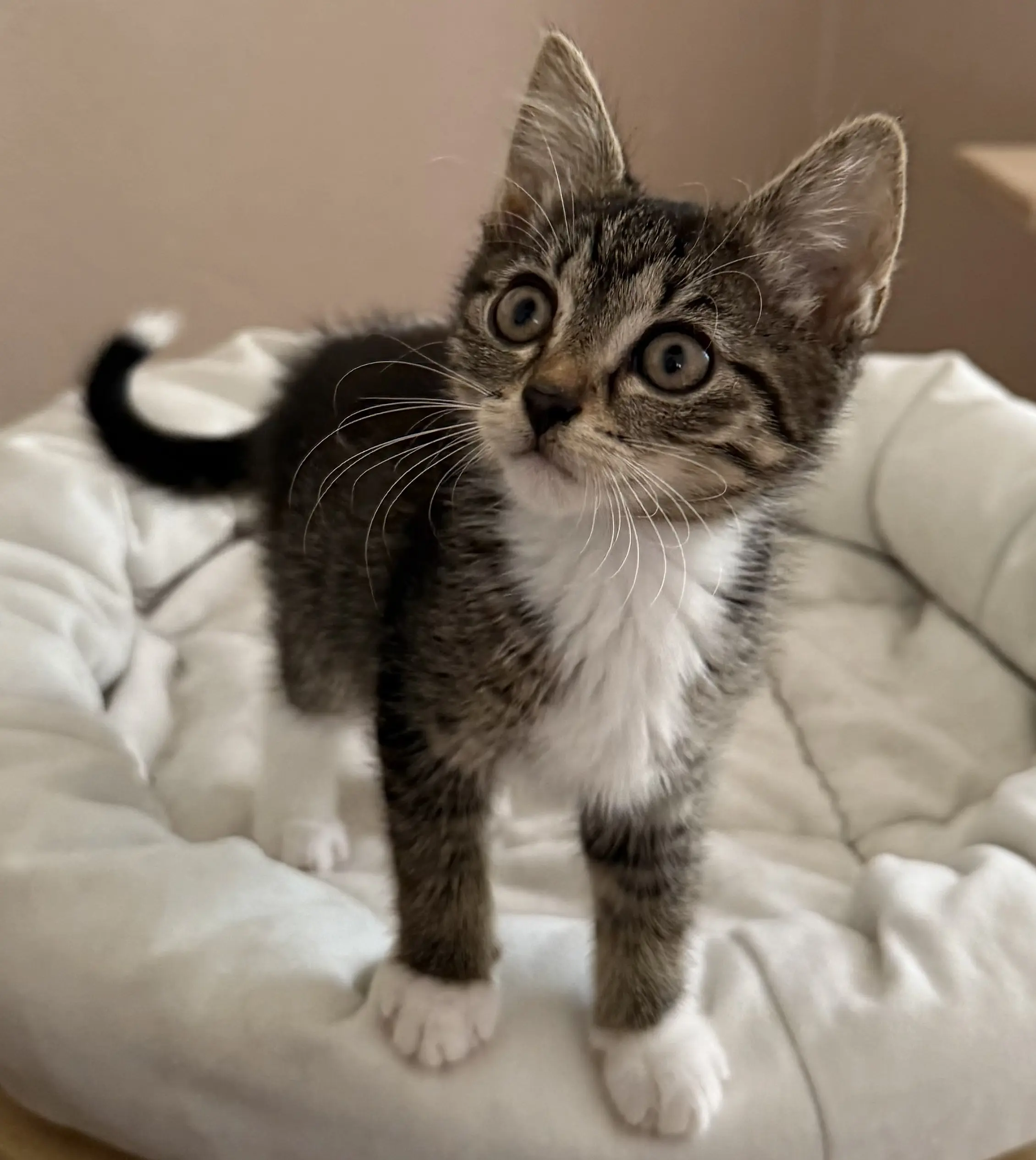 Kitten Zuri Tierheim Schleswig
