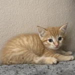 Kitten Abu Tierheim Schleswig