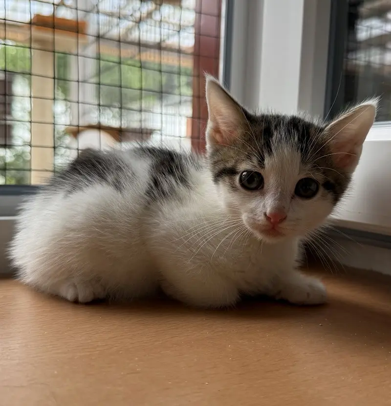 Kitten Alvin Tierheim Schleswig