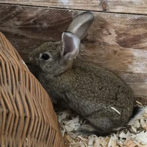 Kaninchen Aramis Tierheim Schleswig