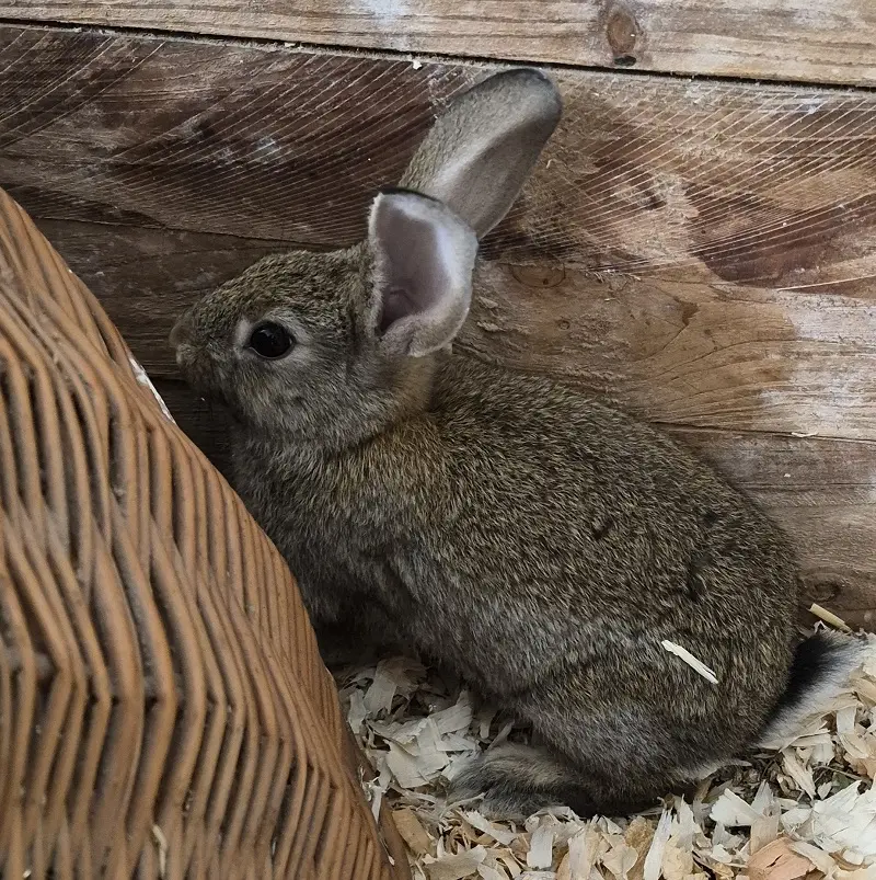 Kaninchen Aramis Tierheim Schleswig