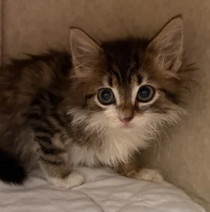Kitten Ayla Tierheim Schleswig