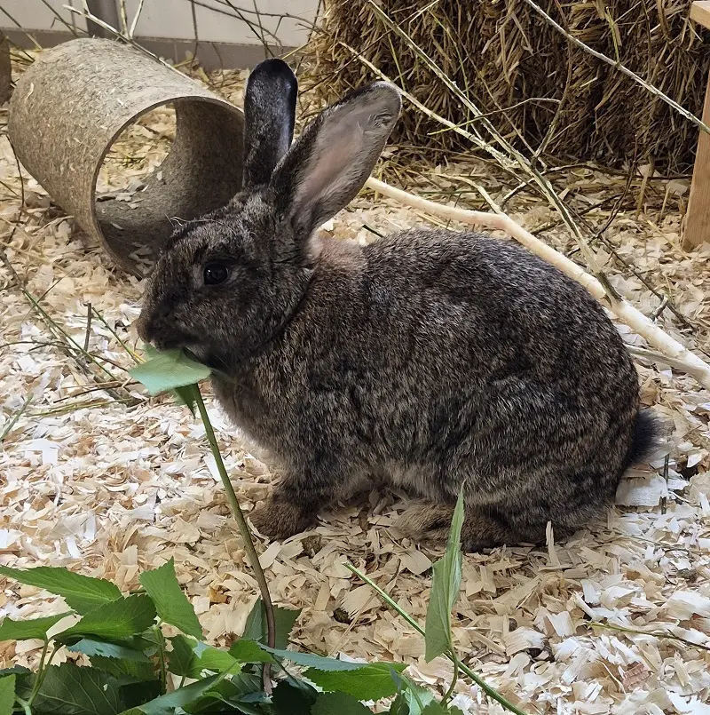 Kaninchen Belinda Tierheim Schleswig