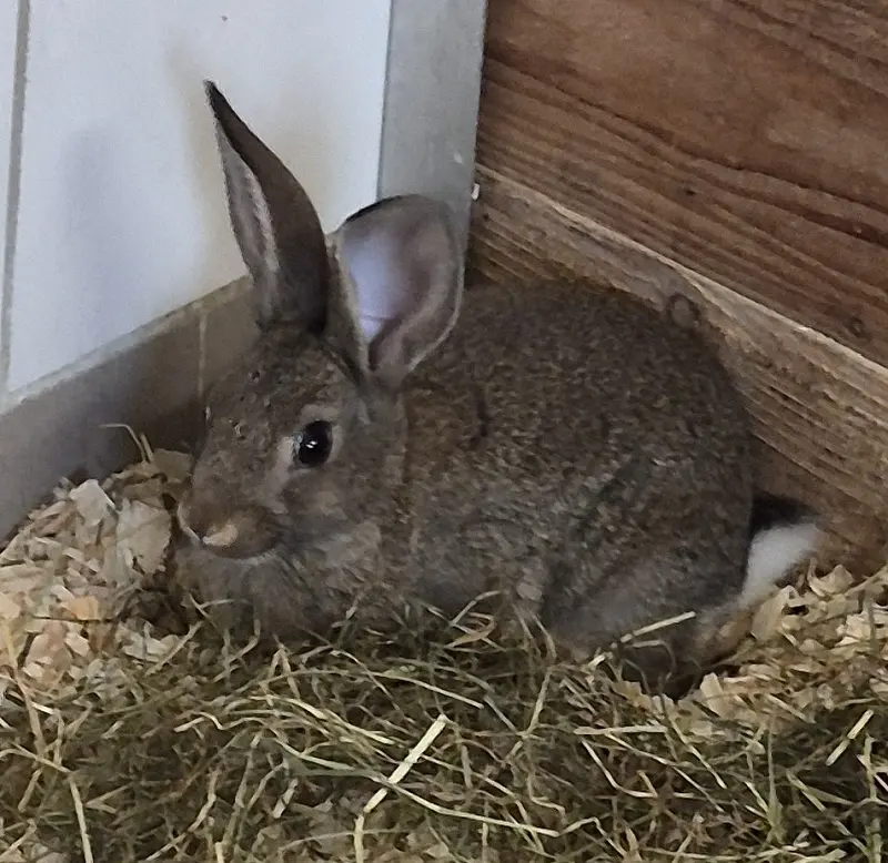 Kaninchen Butch Tierheim Schleswig