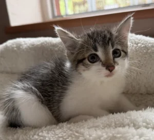 Kitten Coco Tierheim Schleswig