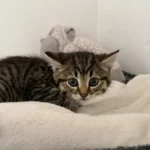 Kitten Dina Tierheim Schleswig