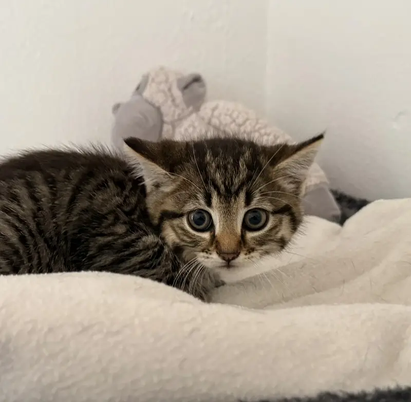 Kitten Dina Tierheim Schleswig