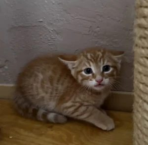 Kitten Duke Tierheim Schleswig