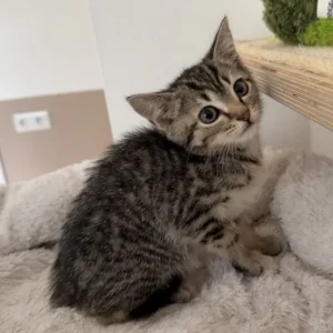 Kitten Emelie Tierheim Schleswig