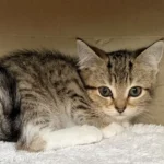 Kitten Feli Tierheim Schleswig
