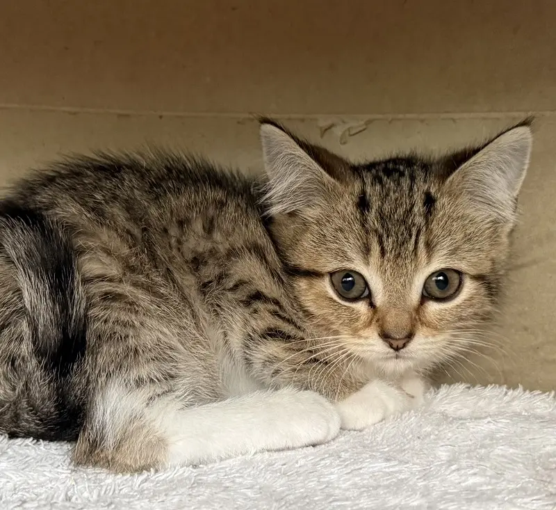 Kitten Feli Tierheim Schleswig