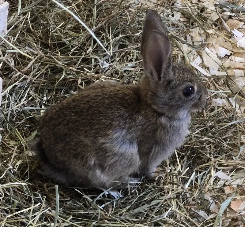 Kitten Finchen Tierheim Schleswig