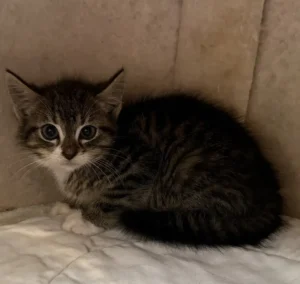 Kitten Finley Tierheim Schleswig