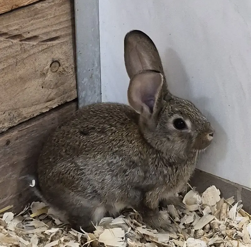 Kaninchen Flash Tierheim Schleswig