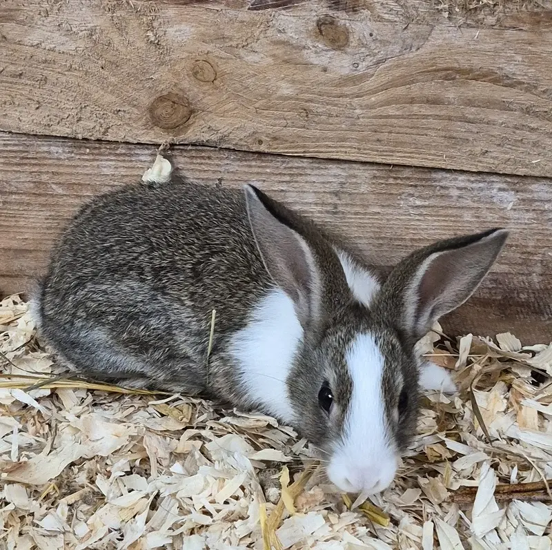 Kaninchen Herbie Tierheim Schleswig