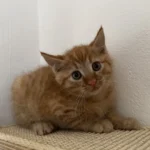 Kitten Jake Tierheim Schleswig