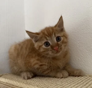 Kitten Jake Tierheim Schleswig