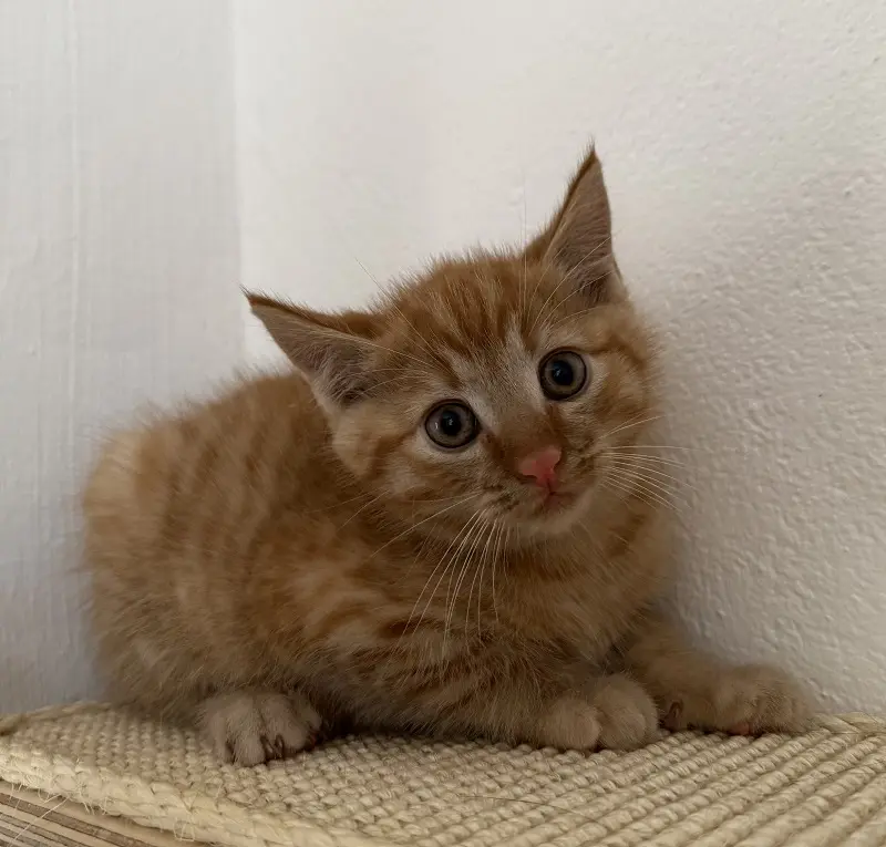 Kitten Jake Tierheim Schleswig