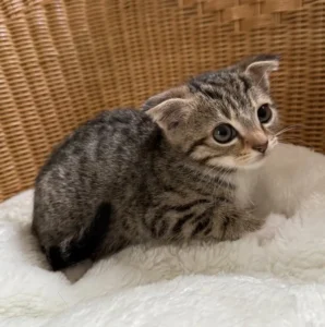 Kitten Jin Tierheim Schleswig