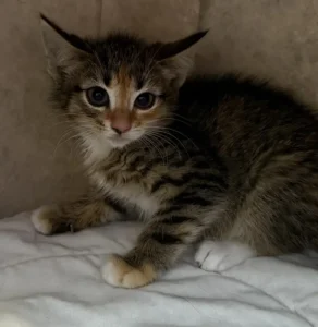 Kitten Kacy Tierheim Schleswig