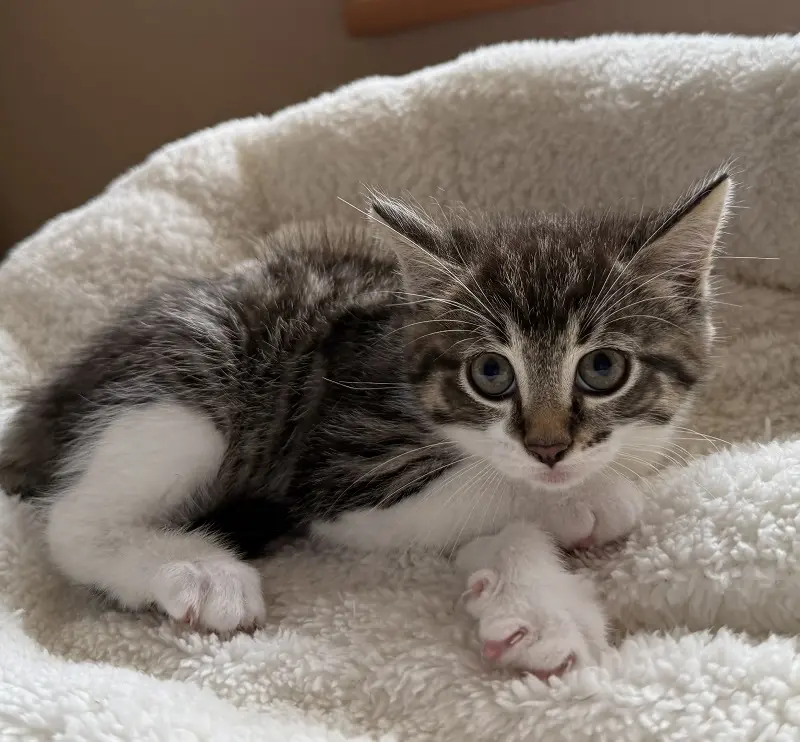 Kitten Laska Tierheim Schleswig