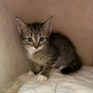 Kitten Madison Tierheim Schleswig