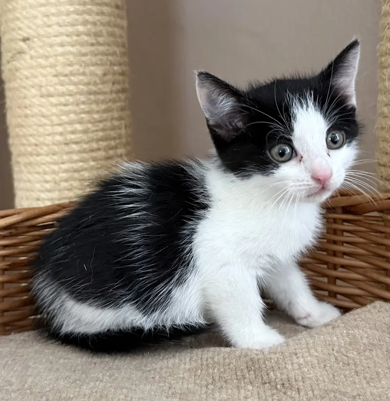 Kitten Marcy Tierheim Schleswig