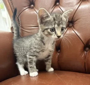 Kitten Millie Tierheim Schleswig