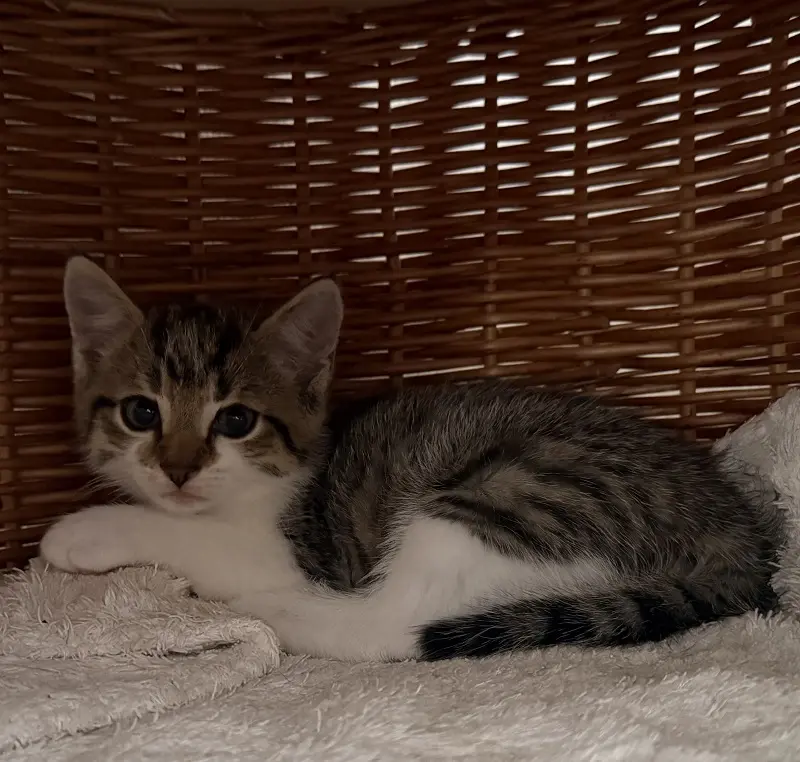 Kitten Nino Tierheim Schleswig