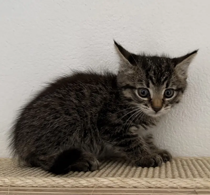 Kitten Nova Tierheim Schleswig