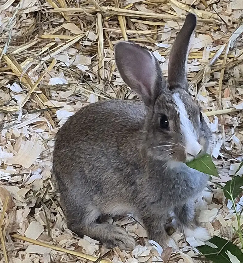 Kaninchen Oana Tierheim Schleswig