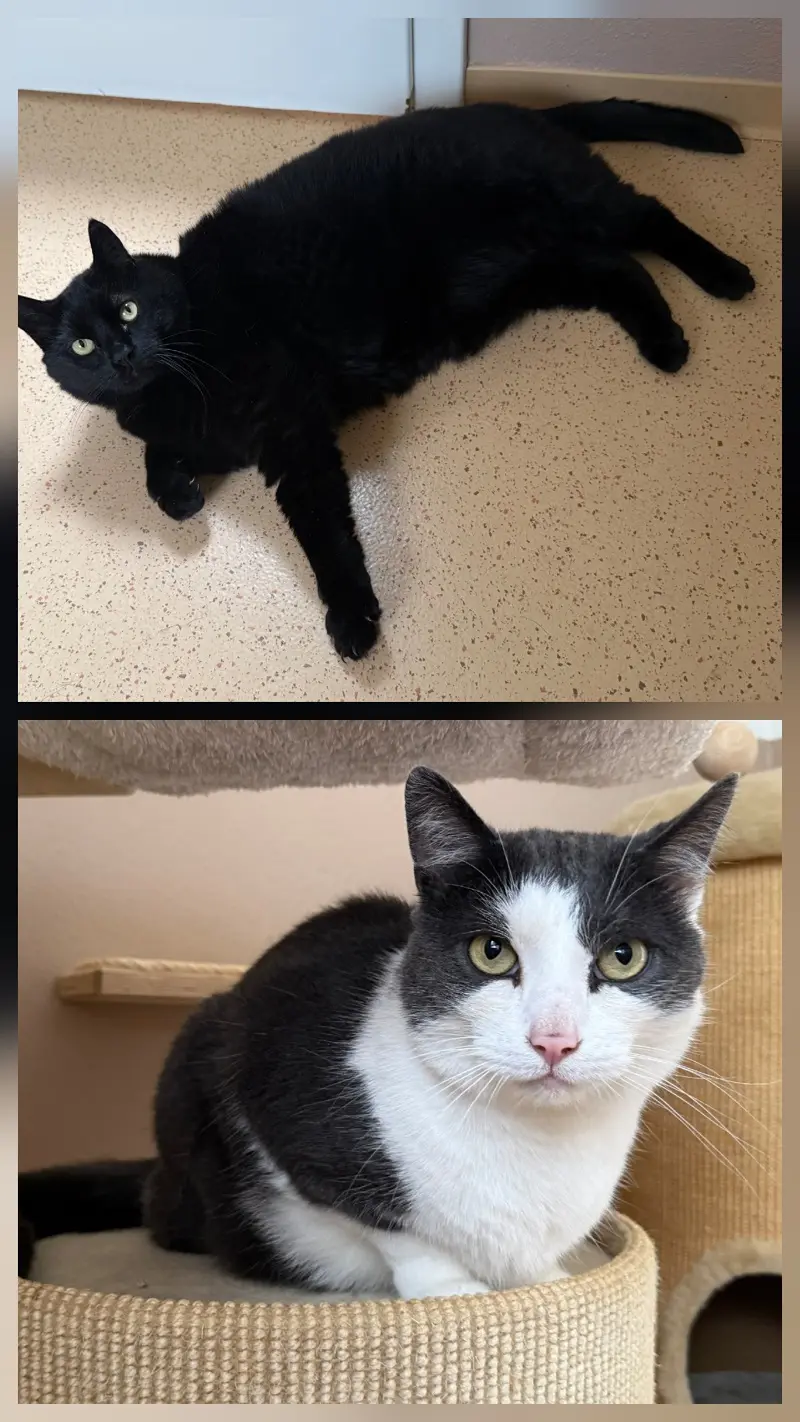 Katzen Oscar und Linus Tierheim Schleswig