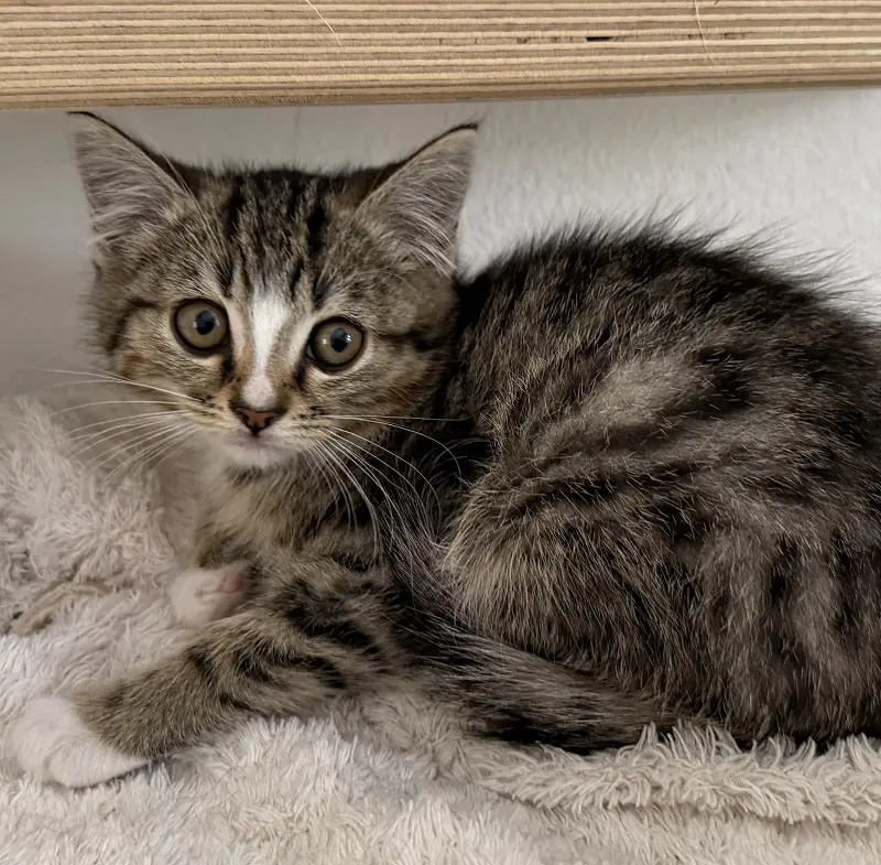 Kitten Pedro Tierheim Schleswig