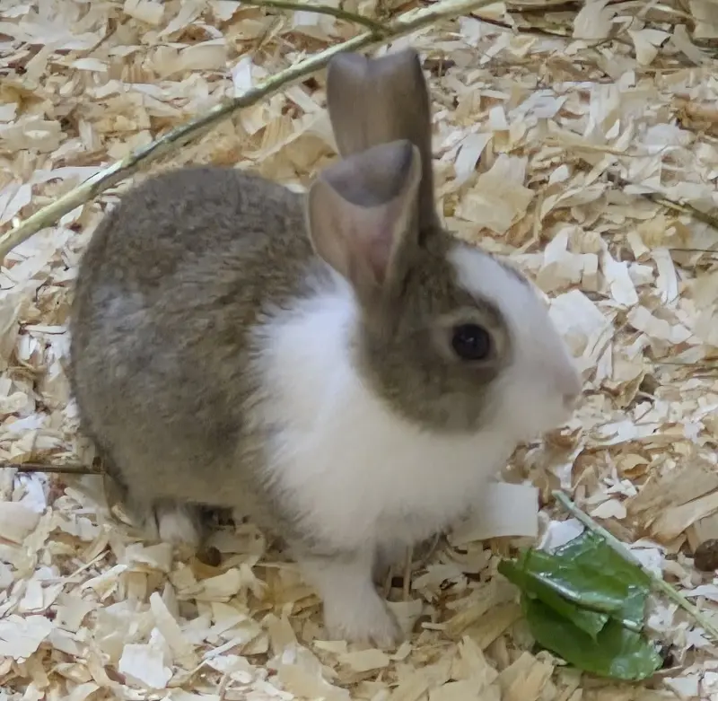 Kaninchen Peggy Tierheim Schleswig