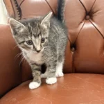 Kitten Percy Tierheim Schleswig