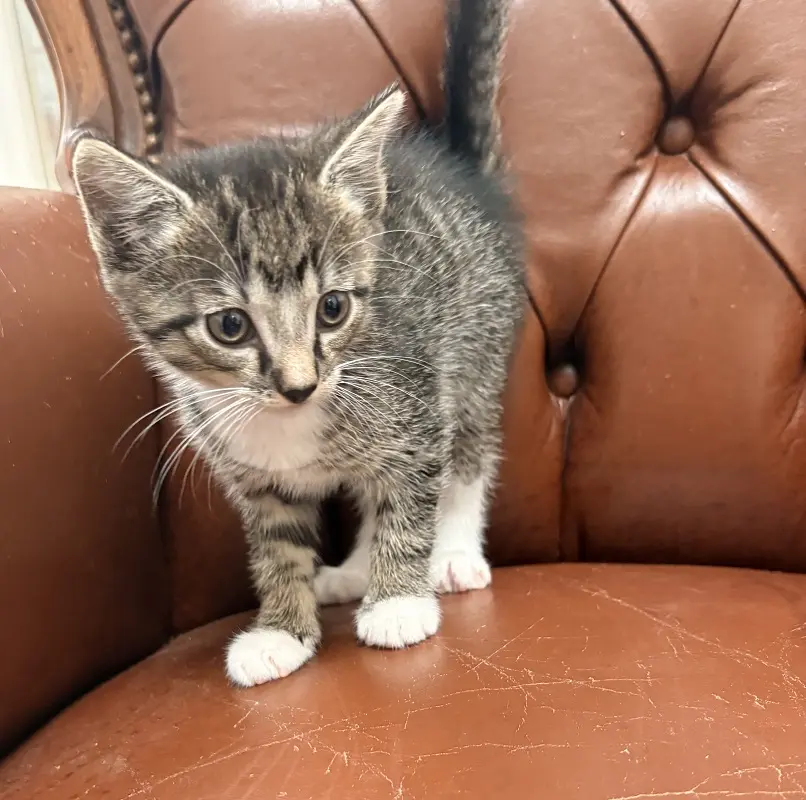 Kitten Percy Tierheim Schleswig