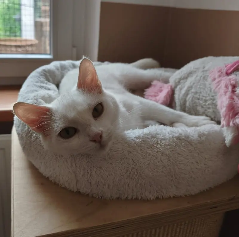Katze Sandy Tierheim Schleswig